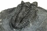 Detailed Coltraneia Trilobite Fossil - Huge Faceted Eyes #328572-4
